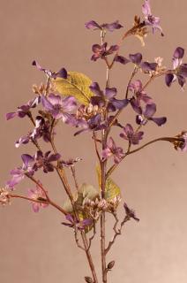 DRY TUNG FLOWER Aranžovací květina fialová 63 cm