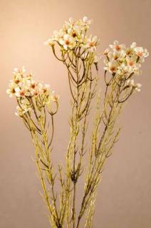 DRY WAX FLOWER Aranžovací květina bílá 78 cm