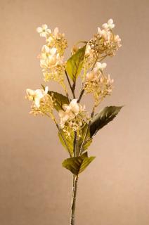 DRY WILD HYDRANGEA Aranžovací květina krémová 62 cm