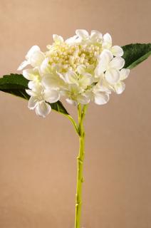 GERMAN HYDRANGEA Aranžovací květina bílá 45 cm