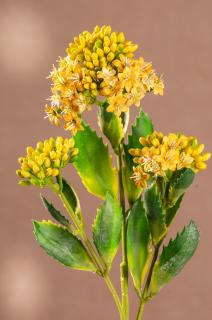 KALANCHOE Aranžovací květina žlutá 47 cm
