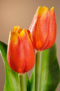 Umělý tulipán červeno žlutý 40 cm