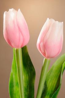 Umělý tulipán růžovo bílý 40 cm