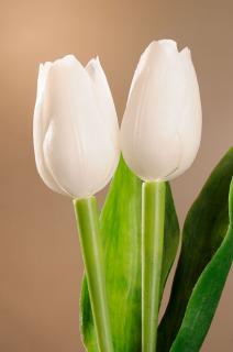 Umělý tulipán sněhově bílý 40 cm