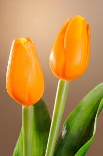 Umělý tulipán světle oranžový 40 cm