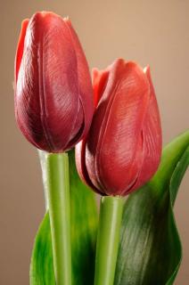 Umělý tulipán tmavě červený 40 cm