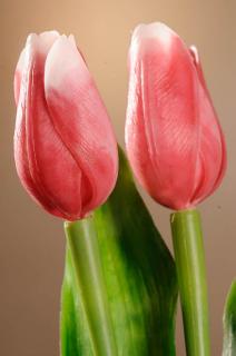 Umělý tulipán tmavě růžovo bílý 40 cm