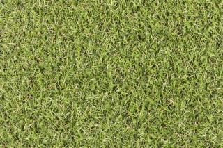 Umělý trávník CAMELIA šíře 1 m (Umělý trávník STAR LAWN CAMELIA šíře 1 m,umělý trávník Camelia,)