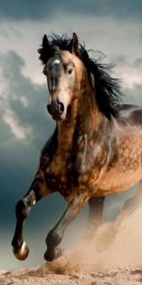 Osuška Kůň v bouři  Bavlna - Froté, 70x140 cm
