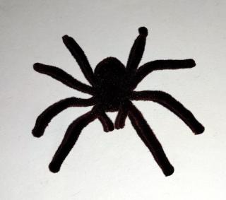 Tarantule - 7 x 7cmcm