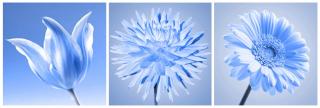Fotoplátno triptych modrý květ
