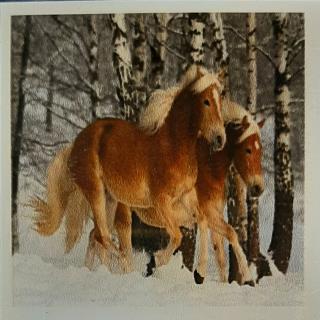 Diamantové obrázky 30x40cm Koně se sněhem