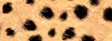 Motiv karton - Gepard hnědý 300g Velikost: 25 x 35 cm