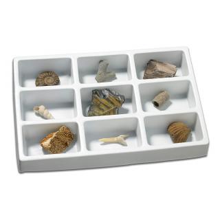 Kolekce - fosílie