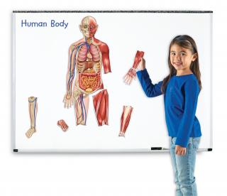 Lidské tělo - magnetický model
