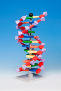 Mini DNA – 12 vrstev