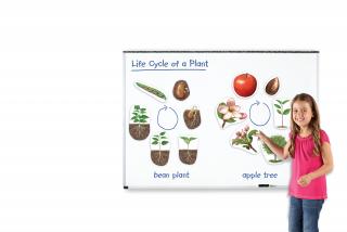 Životní cyklus rostlin