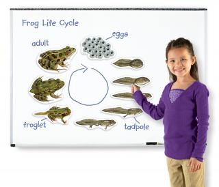 Životní cyklus žáby