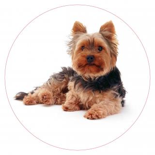 Obrázek Jedlý papír Pes Yorkshire Terrier