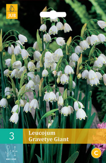 Bledule Leucojum Gravetye Giant