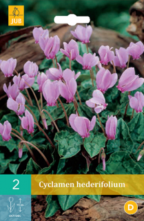 Brambořík břečťanolistý (Cyclamen hederifolium)