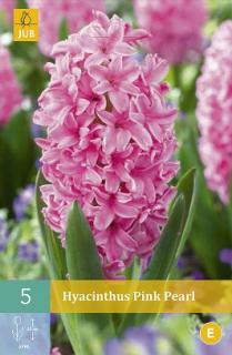 Hyacint Pink Pearl (Hyacint jednoduchý)