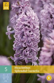 Hyacint Splendid Cornelia (Hyacint jednoduchý)