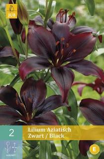 Lilie Asiatic Black