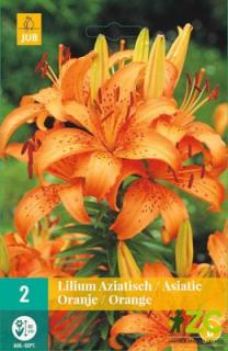 Lilie Asiatic Orange