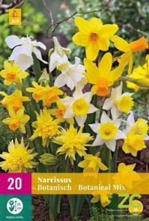Narcis Botanical Mix XXL