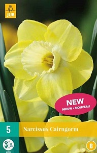 Narcis Cairngorm (Large Cupped)