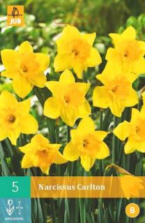 Narcis Carlton (Large Cupped)