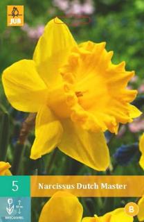 Narcis Dutch Master (Trumpet)