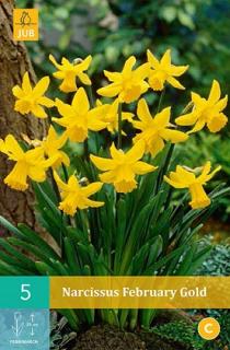 Narcis February Gold (Botanical)