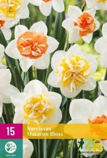 Narcis Macaron Bloss XXL