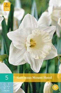 Narcis Mount Hood (Trumpet)