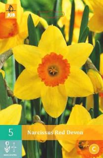 Narcis Red Devon (Large Cupped)