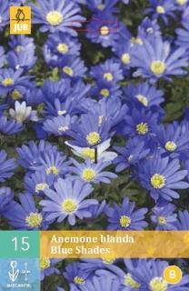 Sasanka Blue Shades (Anemone)