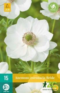 Sasanka Coronaria Bride NJ (Anemone)