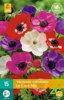 Sasanka Coronaria de caen mix (Anemone)