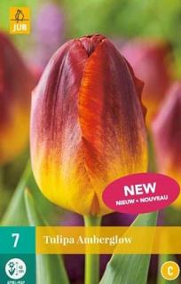 Tulipán Amberglow (Triumph)