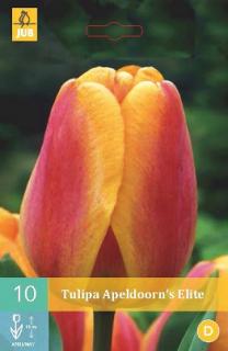 Tulipán Apeldoorns Elite (Darwin Hybrid)
