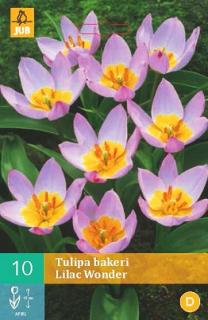 Tulipán Bakeri Lilac Wonder (Species)