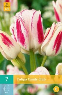 Tulipán Candy Club (Multi Flowering)