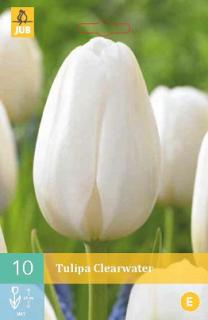 Tulipán Clearwater (Jednoduchý pozdní)