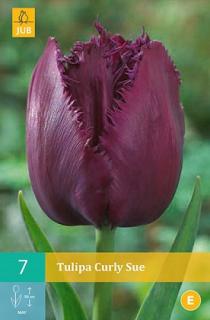 Tulipán Curly Sue (Třepenitý)