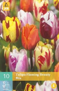 Tulipán Flaming Beauty Mix (Triumf)