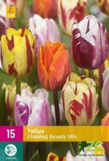 Tulipán Flaming Beauty Mix XXL