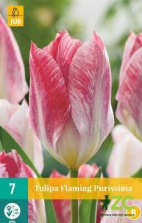 Tulipán Flaming Purissima (Fosteriana)