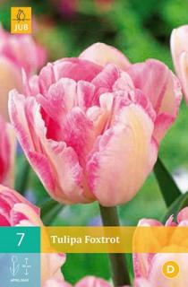 Tulipán Foxtrot (Plnokvětý raný)
